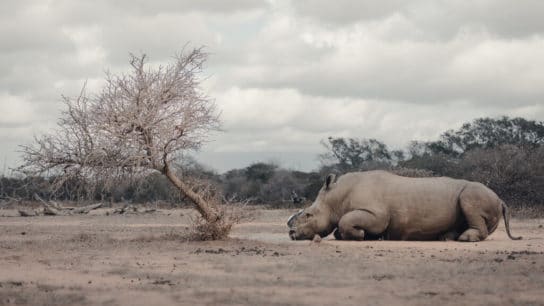 Rhino, Elephant Poaching Continues to Decline in Africa