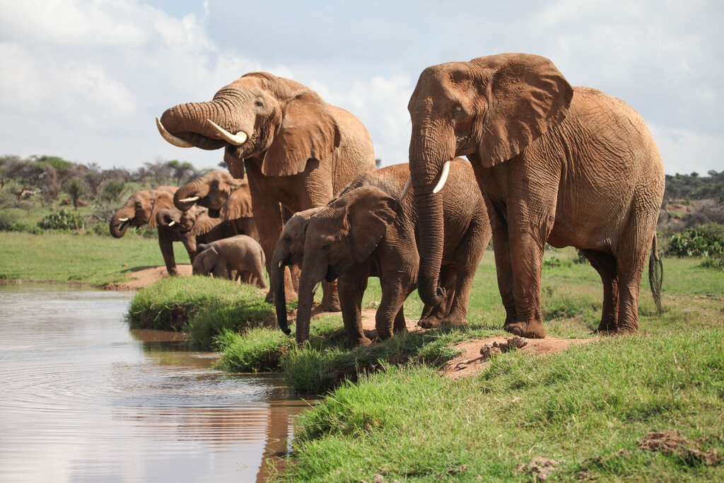 africa elephants, space for giants