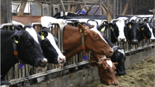 20 Meat and Milk Producers Responsible for More Emissions than Germany