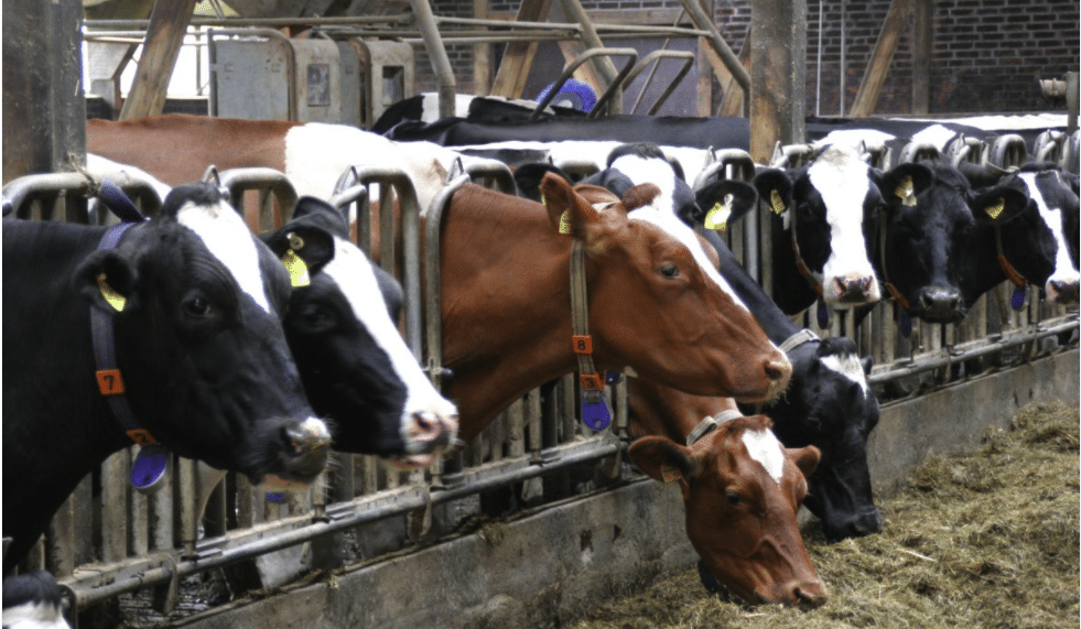 20 Meat and Milk Producers Responsible for More Emissions than Germany