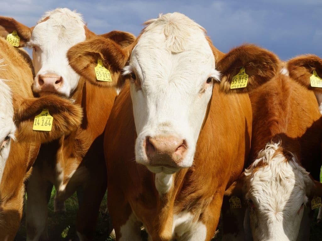 Cows Potty Trained by Scientists to Reduce Greenhouse Gas Emissions