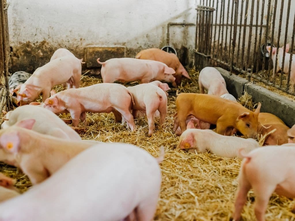 90% of Global Farm Subsidy Payments Harming Public Health and Climate, Says UN