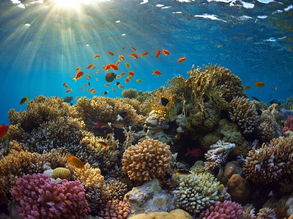 Puerto Rico Declared A State of Emergency Over Dying Corals