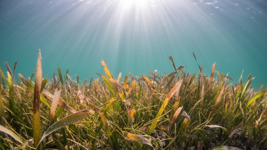 What is Blue Carbon Worth to You?