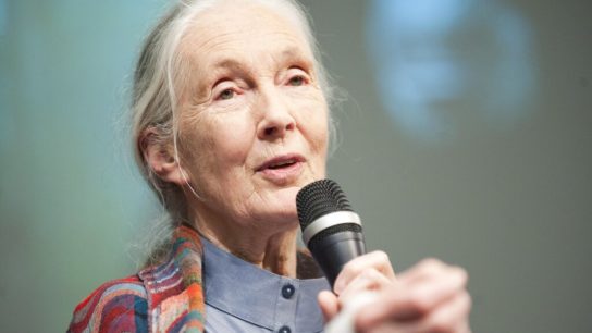 Jane Goodall Launches Effort in Support of Planting 1 Trillion Trees by 2030