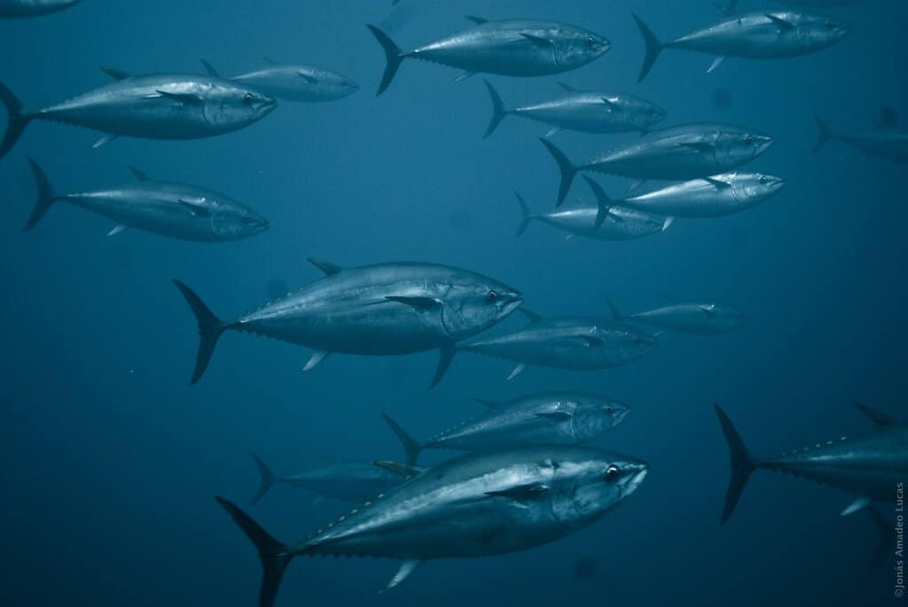 Tuna Recovering from Overfishing but Komodo Dragon Now Endangered