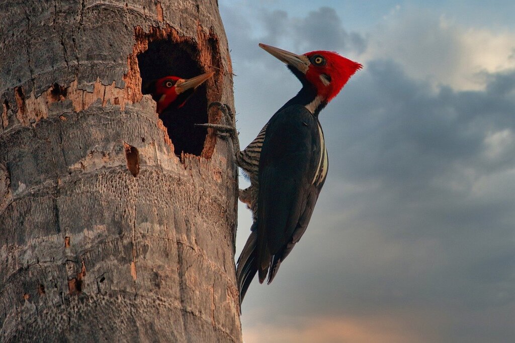 23 Birds, Fish and Other Species Declared Extinct by US Wildlife Officials