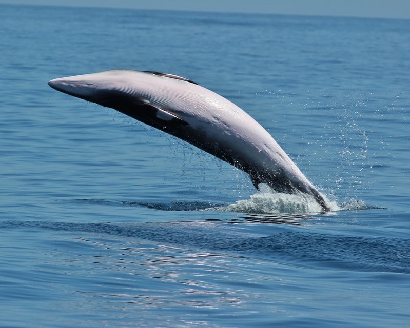 Over 570 Whales Killed During Norwegian Whale Hunting Season in 2021