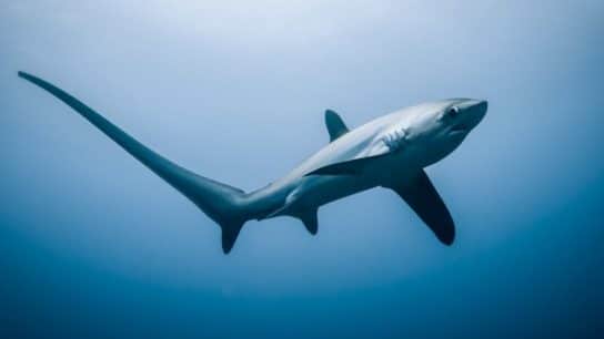 How Endangered Thresher Sharks in Indonesia are Recovering by Empowering Local Fishermen