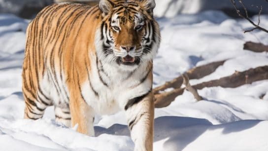 Siberian Tigers Numbers Are On The Rise, But the Climate Crisis Could Change That