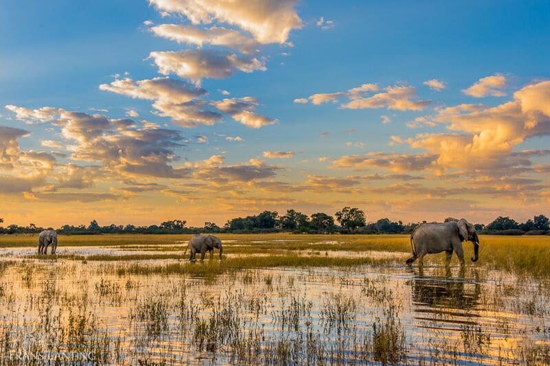 Prince Harry, Leonardo DiCaprio Join Calls to End Oil Drilling in the Okavango River Basin