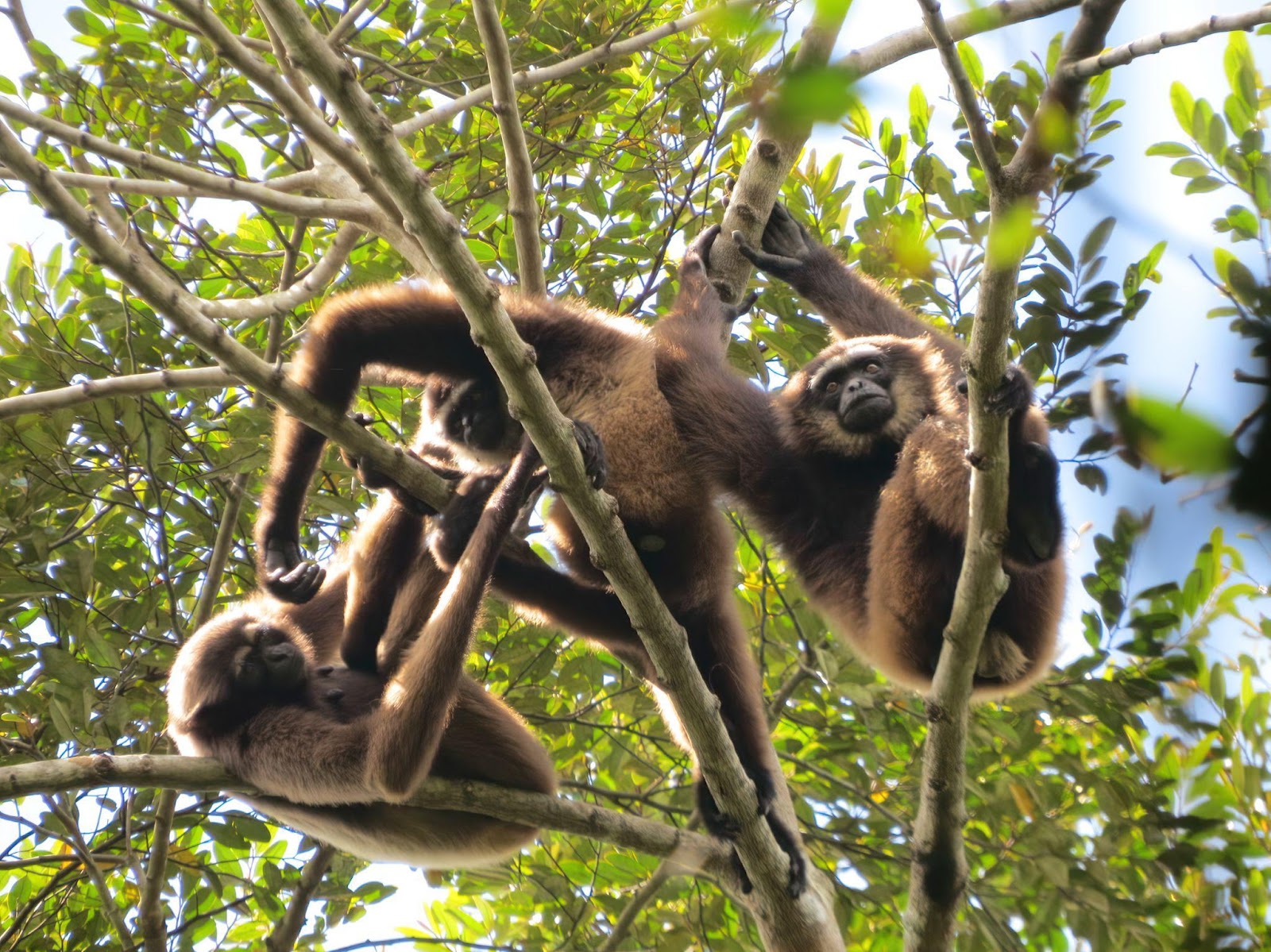 gibbons, world gibbon day, Borneo Nature Foundation