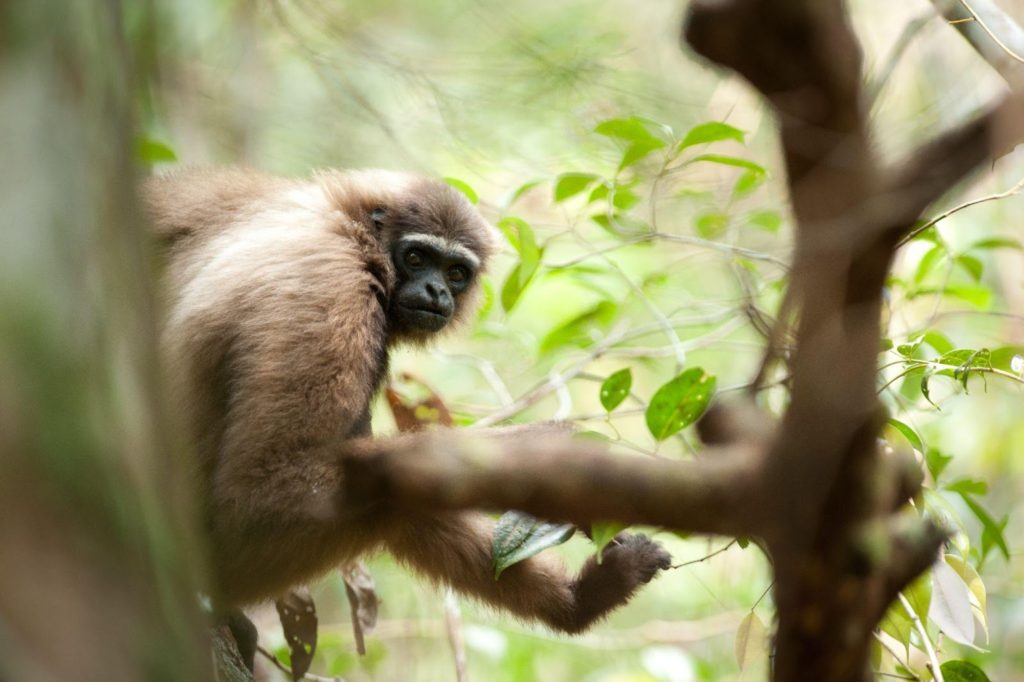 Can We Save the Critically Endangered Gibbons?