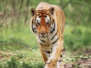 Endangered Species Of Animals In The World Endangered Species Of Animals In The World