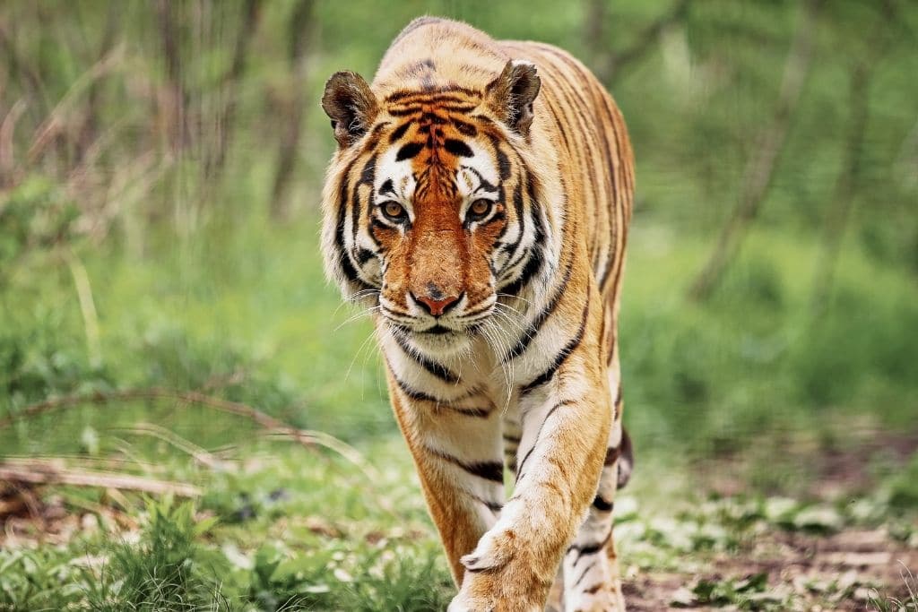 endangered species in india, bengal tiger