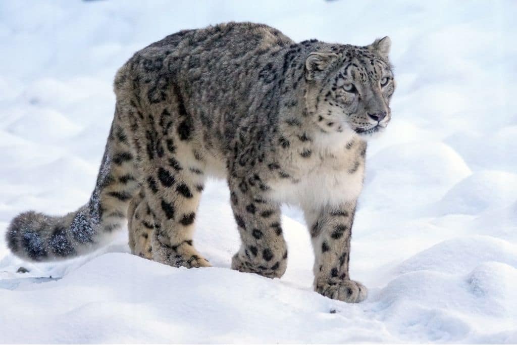 endangered species in india, snow leopard