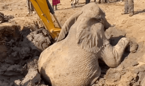 elephant rescue