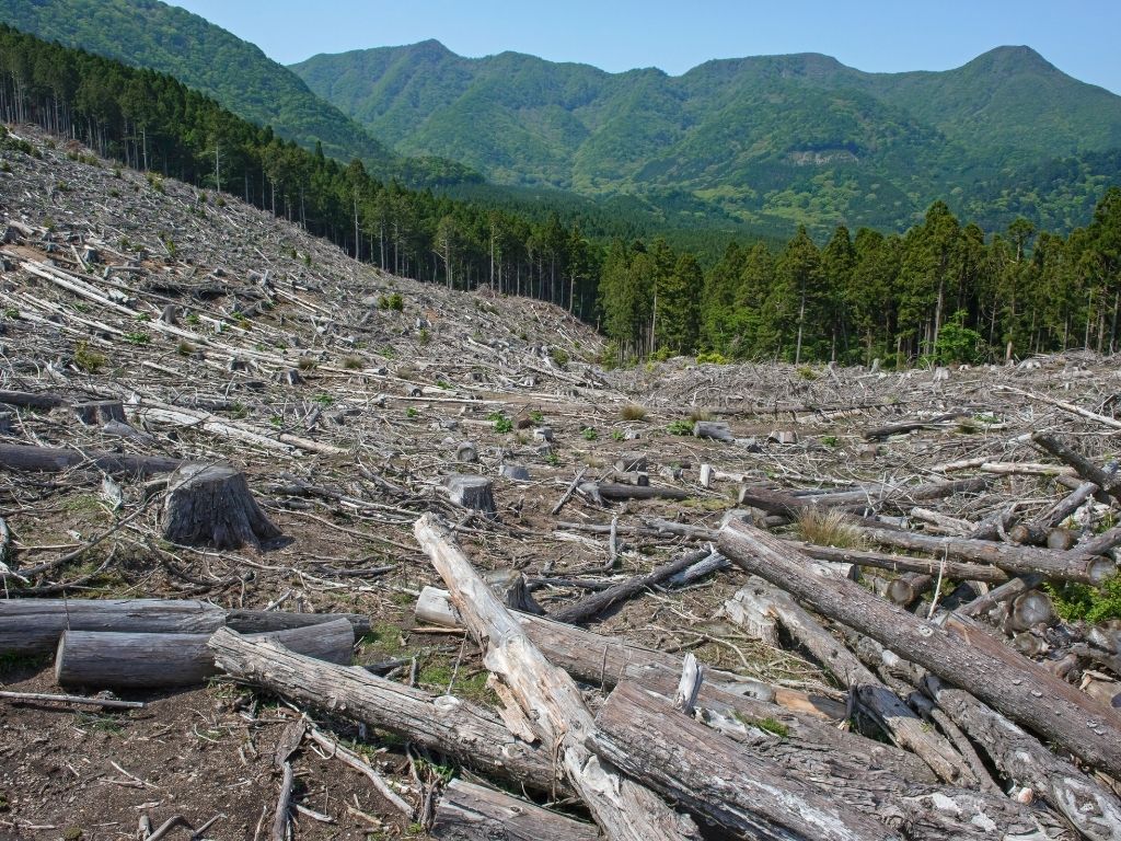 10 Deforestation Facts You Should Know About