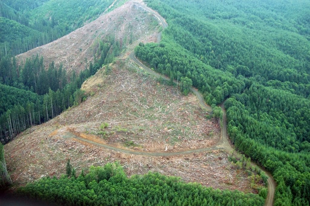 Deforestation Solutions: EU Proposes Banning Food Imports from Deforested Areas