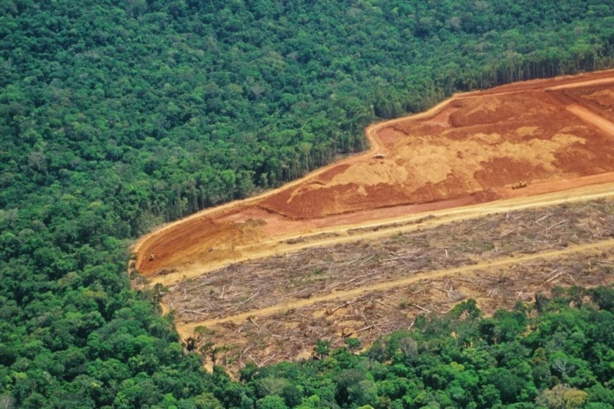 10  Rainforest Deforestation Facts to Know About