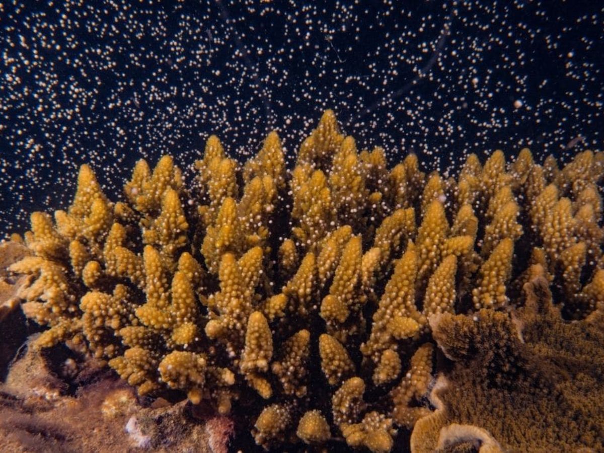 Rebirth of the Great Barrier Reef (Acropora) - Living Oceans