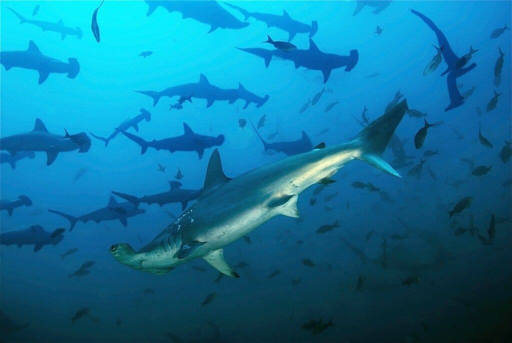 Ecuador to Expand Galapagos Islands Marine Reserve with New Protections