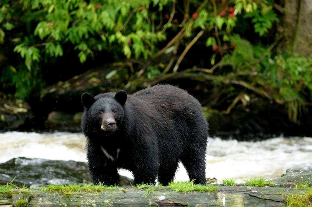 endangered species florida