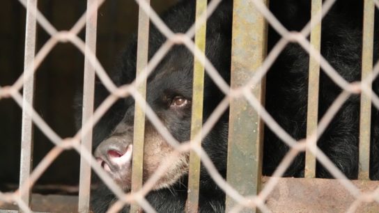 The Mission to Save Vietnam’s Bears from Bear Bile Farming
