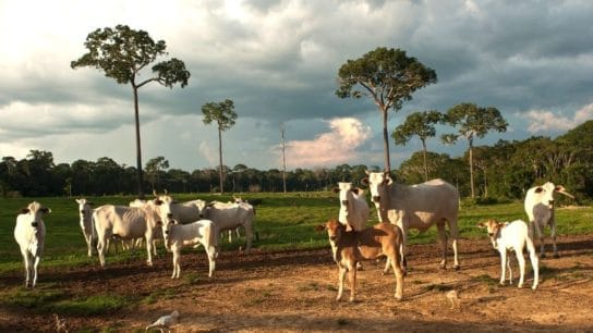 European Supermarkets Pull Beef Products Linked to Brazil Deforestation