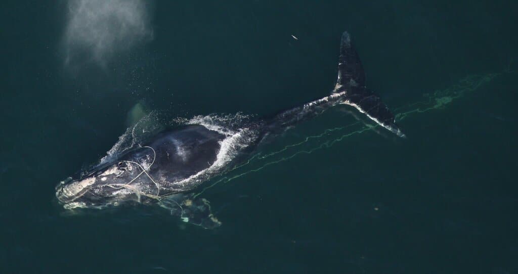 Off and On Again Protections: Will the North Atlantic Right Whale Survive the Legal Wrangling?