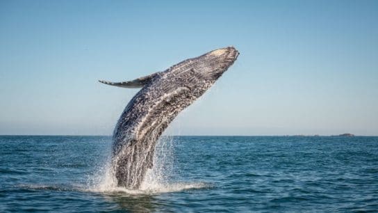 How Do Whales Change Climate?