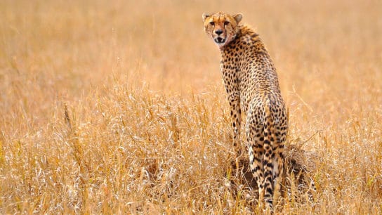 7 Most Endangered Species in the Desert