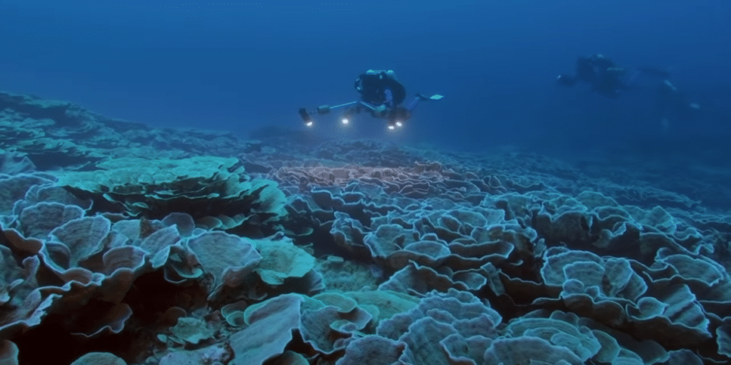 New Coral Reef Discovery off Tahiti Coast Offers New Hope