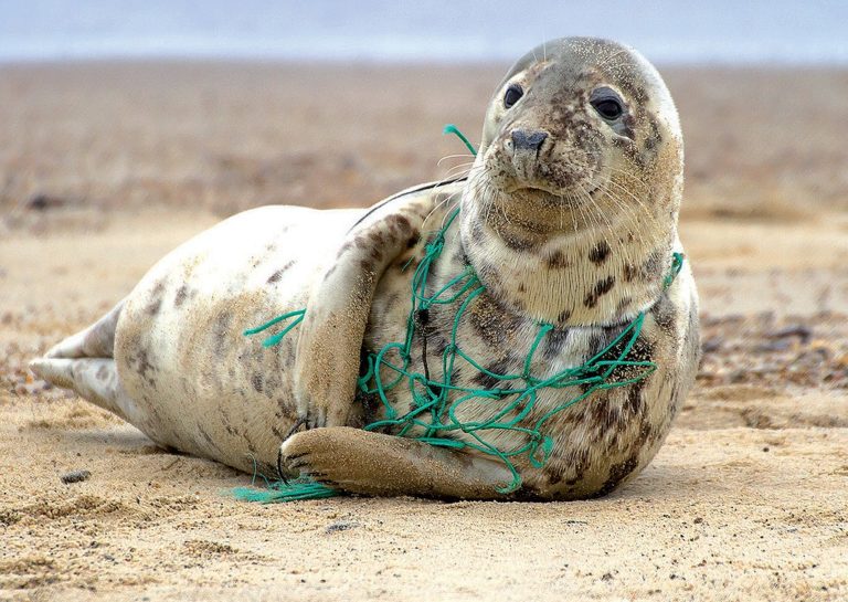 The Detrimental Impacts of Plastic Pollution on Animals | Earth.Org