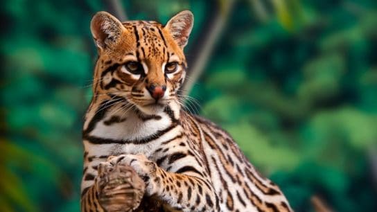 7 Most Critically Endangered Species in North America