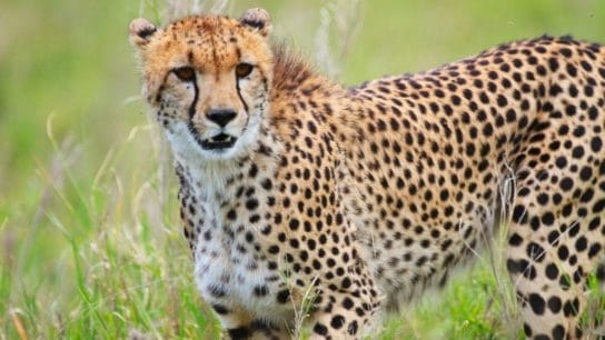 Cheetah Extinction in India: Species to be Reintroduced after 70 Years