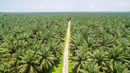 Certified Sustainable Palm Oil and Alternatives for the Future