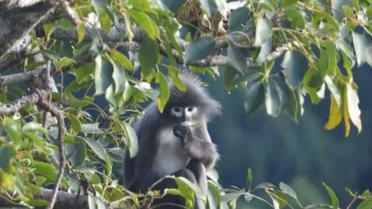 Ghostly Monkey Among 224 New Species Found in Mekong Region