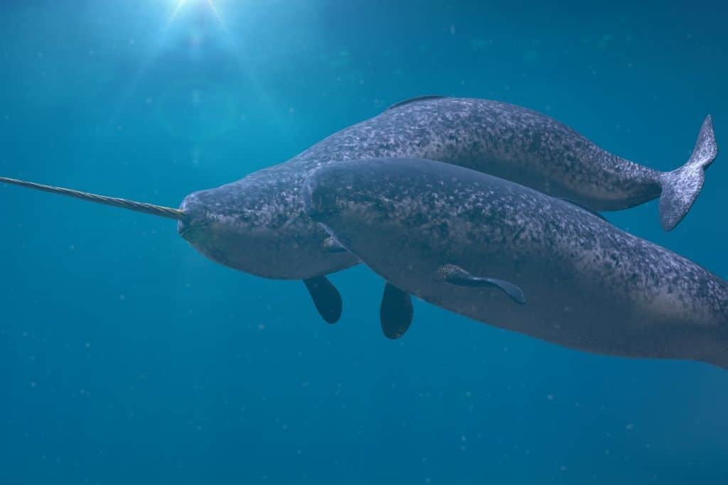 How to Find Unicorns of the Sea