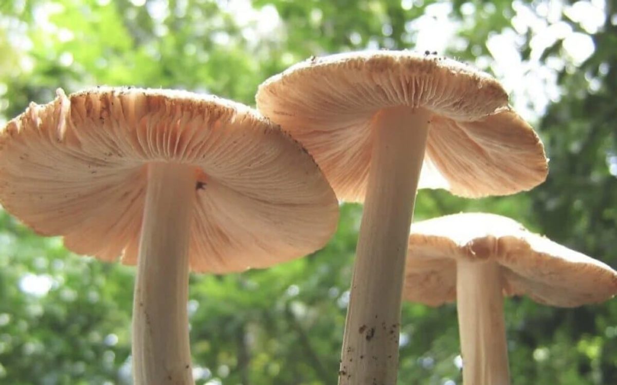 How Mushrooms That Eat Plastic Can Help Fight Pollution | Earth.Org