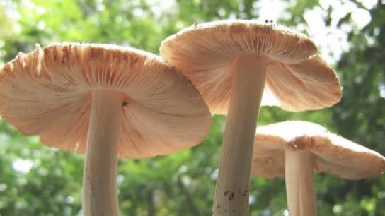 The Plastic-Eating Mushroom of The Amazon and Ecuador’s Development Dilemma