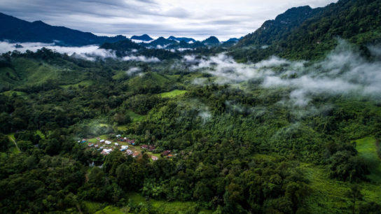 Vanishing Act: Deforestation in Indonesia