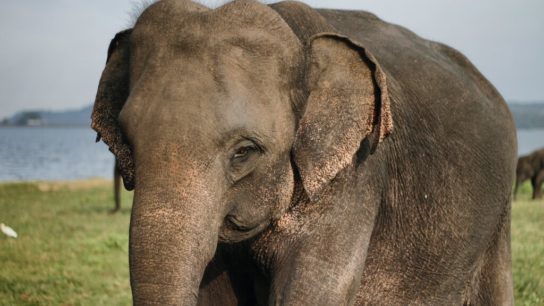 Endangered Animals Species Spotlight: Asian Elephant