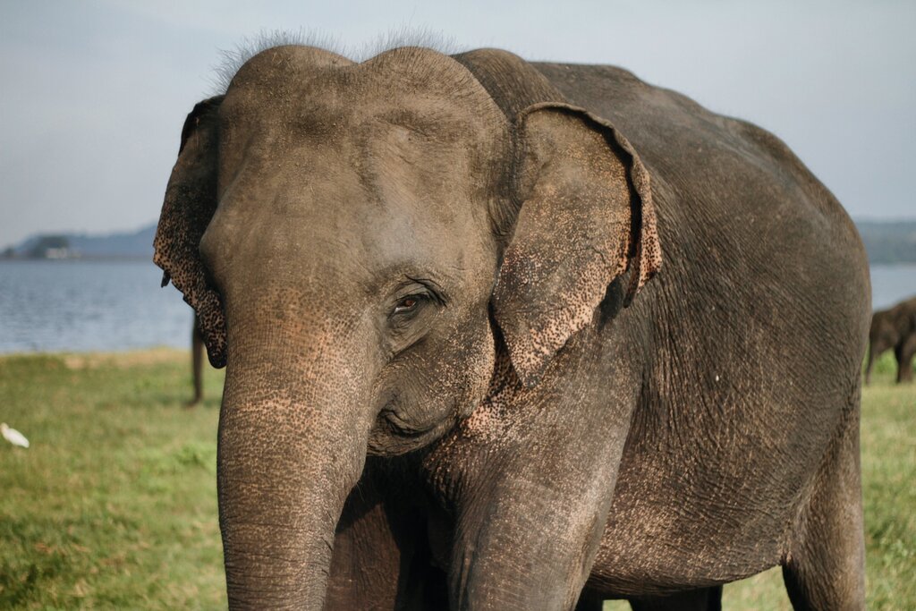 Asian Elephant: Endangered Animals Spotlight