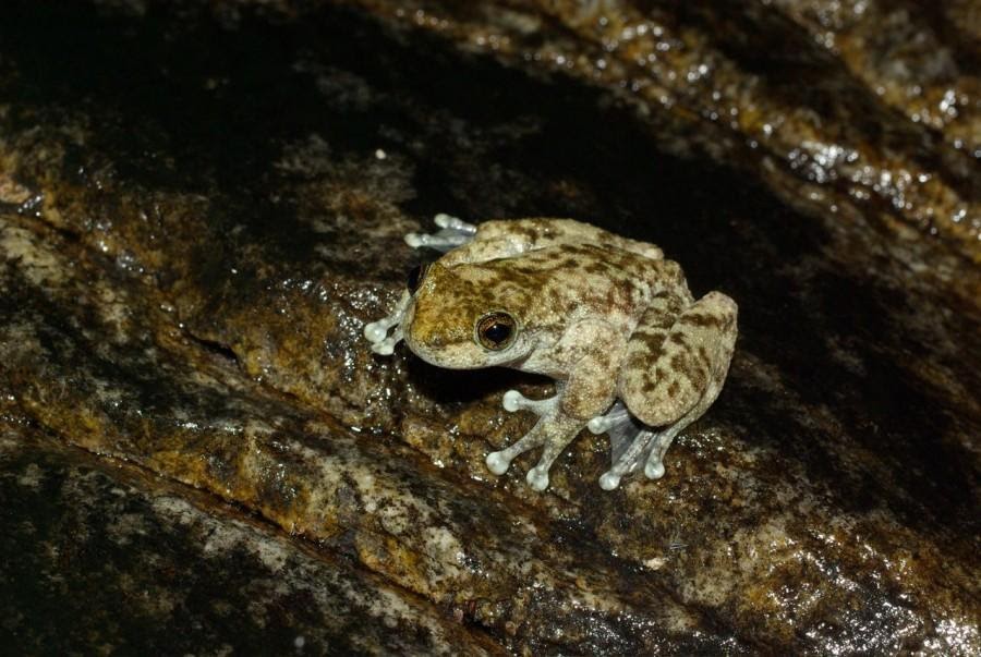 australian extinct animals