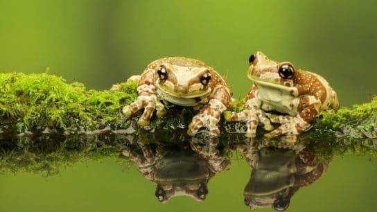 More than 30% of Amphibian Species at Risk of Imminent Extinction
