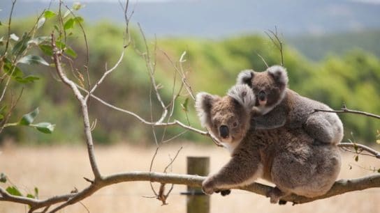 Australia Officially Declares Koalas as an Endangered Species