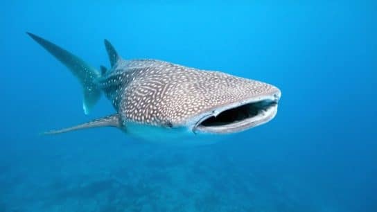 Endangered Animals Species Spotlight: Whale Sharks