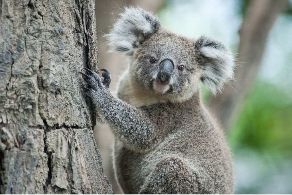 endangered species in australia, koala