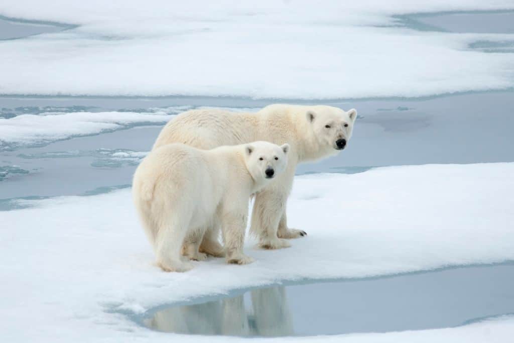 Polar Bears: Endangered Animals Spotlight